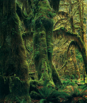 photo of mossy trees